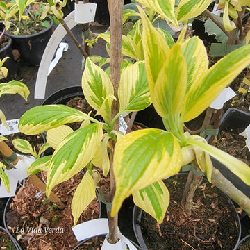 Cornus controversa "Variegata"